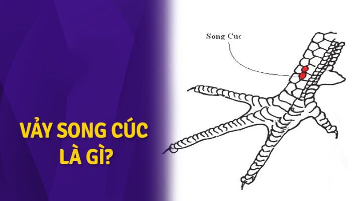 Vảy Song Cúc